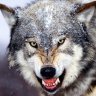 greywolfe49